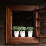 Drevenicky Holubkovia